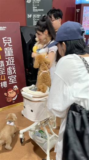 筠熹認真尋找到處亂跑的小寶貝#啦啦隊 #筠熹 #cheerleader #台湾チア #baseball #rakutengirls #樂天女孩