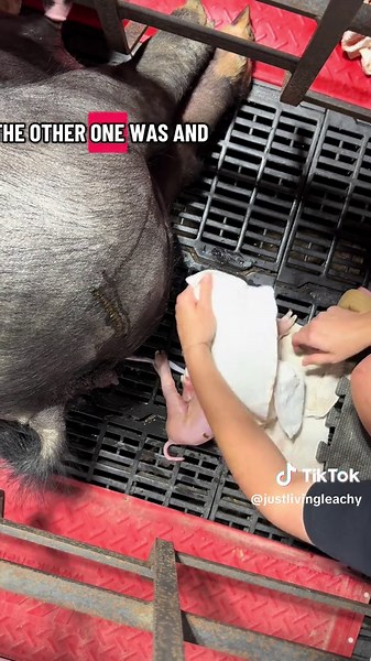 Breech assist. I wouldn’t call this pulling because I don’t have to go inside. Yes can can have it on her own but to ensure live numbers we generally assist with breech babies. #babytime #birth #pig