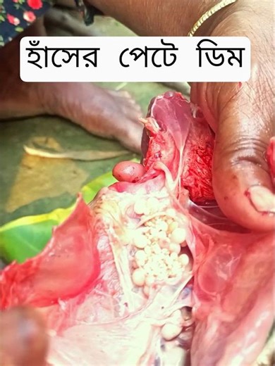 How many eggs are in a duck's stomach?