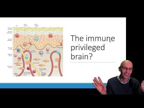 The brain is immune privileged: What does that mean?