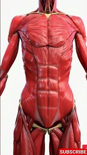 Understanding Abdominal Muscles Anatomy (and Why You Can't See Them)