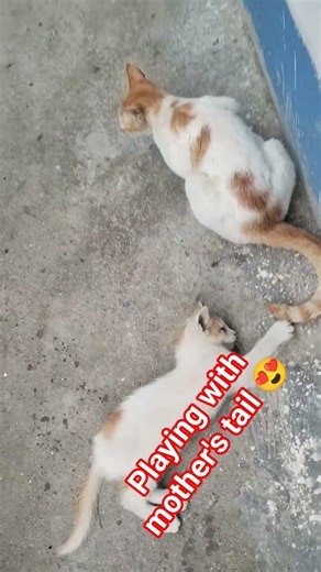 What a wonderful game of a cute kitten 😍 #adorable #cute #kitten #playful #shorts #viralshort