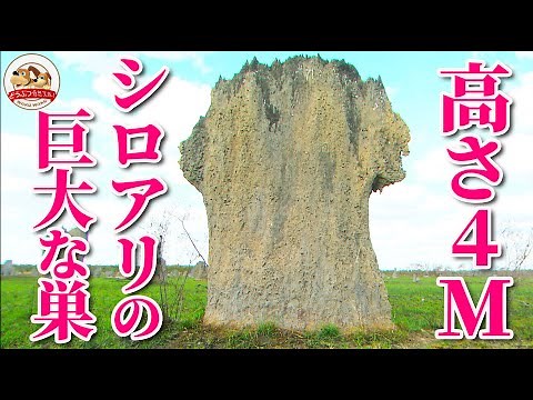 大草原の巨大建造物『シロアリの巣』には驚くべき秘密があった！内部構造も解説します【どうぶつ奇想天外／WAKUWAKU】