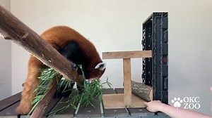 Practice makes (paw)fect! The OKC Zoo is home to two red pandas, Thomas and Khyana. Thomas and Khyana’s caretakers have been working on training medical behaviors to enhance their welfare. In honor of the Zoo’s upcoming International Red Panda Day celebration on Saturday, September 18, we’re showcasing the various training behaviors that Thomas and Khyana have successfully learned, thanks to the strong bond they have with their caretakers. In this video, eight-year-old Thomas is being trained to