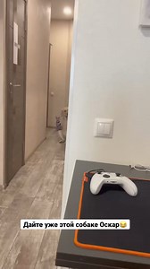 1.8M views · 46K reactions | Funny dog #fbreels #reels #fbreels2024 #amazing #dogcat #dog #cat #animal #pet #catlovers #doglover | Denie Manie | Facebook