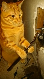 32K views · 55 reactions | Plumber Cat Fixes the Pipe | Science, Tech and Universe | Facebook