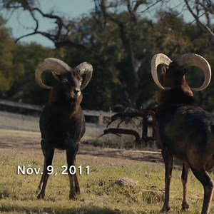 With 100 goats on the loose in Boise recently, we couldn’t forget when one hard-headed billy goat decided to face off…against himself. And we covered it on 11/9/11. http://farme.rs/6187DQTmx | Farmers Insurance