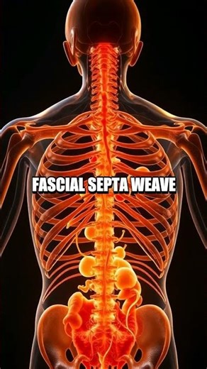 The Silent Choreography of Tendons