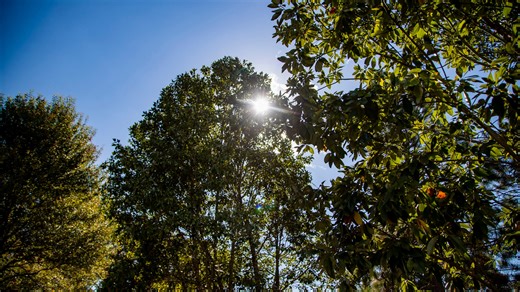 Asheville's Urban Forest Master Plan will shape its canopy for decades: Weigh in