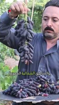 اكثر الدول العربية إنتاجا للعنب #statistics #احصائيات