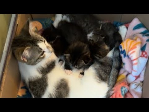 This is fun ! Day 22 with kittens and mama cat 🐈 ♥️ (no sound)
