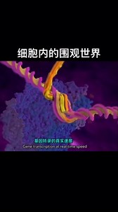 DNA转录到RNA过程