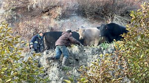 Todays adventure has us up at the head of the bay for our yearly fall cattle drive. Stay tuned you wont want to miss out. | Otto Kilcher