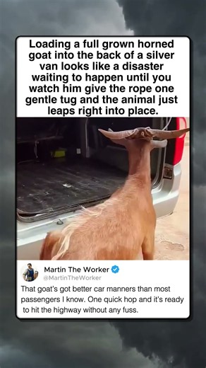 HOW TO LOAD LIVESTOCK WITH ZERO DRAMA