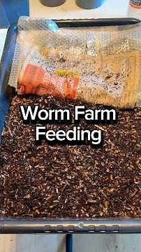 Worm Farm Feeding For Red Wiggler Composting Worms #wormcomposting #wormcastings