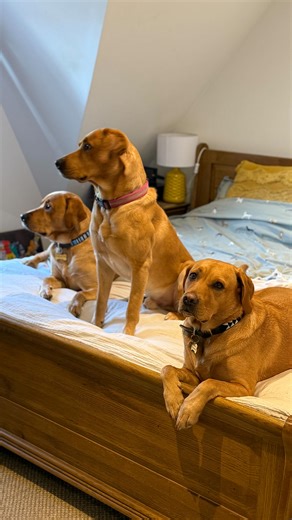 Superking, because all the kids like to get in 😍 #labrador | Lucy McDonagh