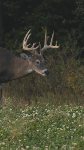 No branch is out of reach. 🌳⚡ The Hooyman Pole Saw brings serious cutting power with extendable reach, a rugged design, and a blade built to rip through the toughest jobs. Pack it, extend it, own the hunt. | Hooyman