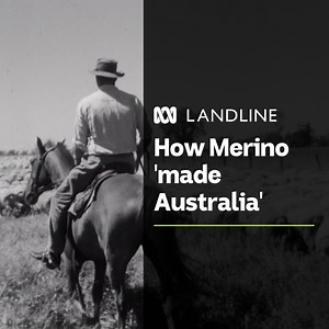 No other breed of livestock has shaped the Australian continent as profoundly as the Merino sheep. 🐏🐑​ ​ 💰💪🏽 Its fine, valuable wool transformed a young developing nation and supercharged its economy. ​ ​ As part of his series “Things That Made Australia”, Tim Lee looks at how far the Merino breed has come.​ ​ 📺 Watch Landline on ABCTV on Sundays or catch up on latest episodes here: https://bit.ly/LandlineABCiview | Create an ABC Account to stream Landline on ABC iview: abc.net.au/signup |