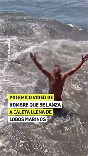 Críticado video de hombre lanzandose a caleta con lobos marinos