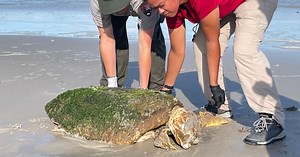 Deaths of two logger head turtles being investigated