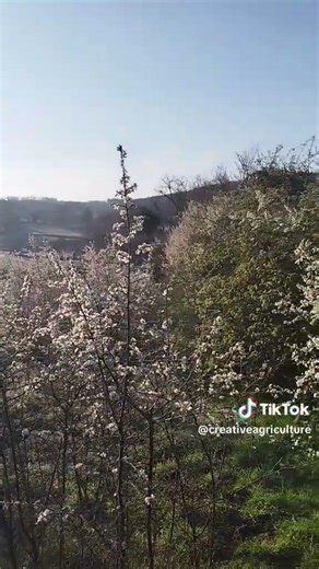 blackthorn has beautiful flowers in spring and feeds the first insects with its nectar.