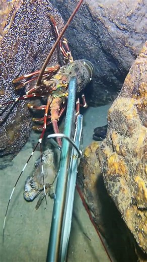 20K views · 182 reactions | Diving to catch sea animals on the bottom sea. #diving #crab #catchthesea #seafood #seaside #fish | SEANG | Facebook