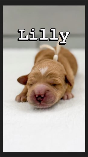 Dᴇᴇʀ Vᴀʟʟᴇʏ Dᴏᴏᴅʟᴇs on Instagram: "Suit up… because this is how we met our puppies 🥹🐾 Our Mini Red Goldendoodle litter arrived on December 28th, and this story officially ends with happily ever after when they go home on February 22nd 💕 Meet the cast of How I Met Your Mother: 💛 Barney – Yellow collar (legend—wait for it—dary) 🖤 Ted – Black collar (the romantic) 💙 Marshall – Blue collar (gentle giant energy) ❤️ Robin – Red collar (independent queen) 🤍 Lily – White collar (sweet, sassy, and