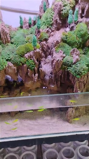 Ikan lucu #aquarium #fish #nature #shortvideo