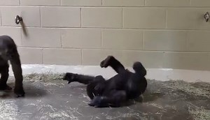 88K views · 2.8K reactions | Watch till the end when Cenzoo tries to join in on Mo and ZaKota's fun... Sometimes on hot summer days you just have to cool off and play inside with your brother! : Jane Solimine, Mammal Keeper | Riverbanks Zoo and Garden | Facebook