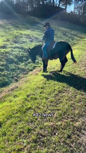 Meet Newt (catalog 42) Consigned by Mr. Matthew Barker. Newt is a 4 year old, 16 hands tall, brown john mule. Very broke. Side passes. Opens gates. Easy to shoe, load and clip. Go anywhere you point him. Lope and reign around. One hand neck reign. Traffic safe. Matt says “he is a very good mule for a 4 year old, he is as broke as they come I let all my girls ride him anywhere”. Newt will be available at the Milam Mules Select Mule Sale February 27-28, 2026. Friday is the trail challenge at 2pm a