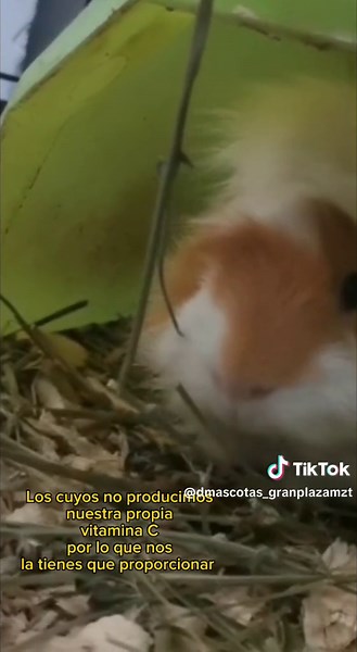 Cuidados Esenciales para Cuyos: Guía para Principiantes