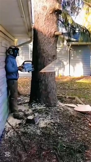 Chainsaw Disaster: Man Killed While Cutting Tree” Hashtags: #ChainsawAccident #Woodcutting #TreeSafety #WorldSeries #Halo #WhiteHouse #ZNNCrazyInLoveConcert #NIKKE3rdAnniversary | Movies vibes