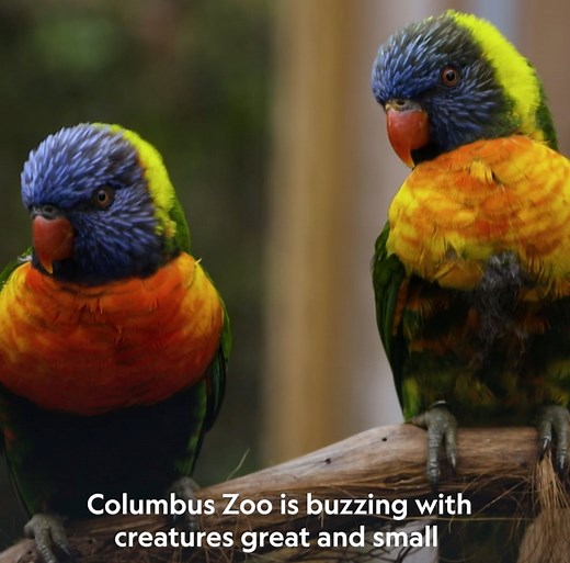 2.8K views · 42 reactions | Everything you could want and more from all types of creatures, great and small. Explore Columbus Zoo in new episodes of Secrets of the Zoo, Tuesdays at 8pm on National Geographic Wild. | National Geographic UK | Facebook