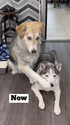 The Ultimate Guide to Golden Retriever Husky Mixes