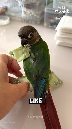 2.5M views · 15K reactions | Yes, Birds Wear Diapers #conure #parrotcare #birddiaperroutine #petbirds #birdtraining | Wild Heart | Facebook