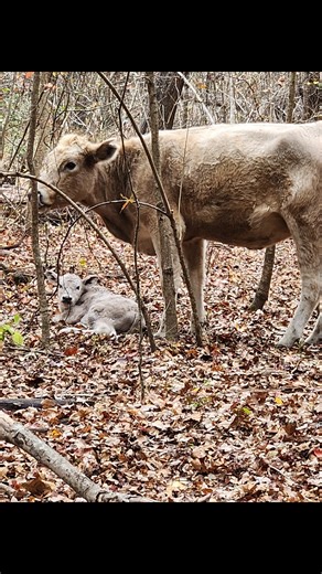 I sure do love the farm life!!! #farmgirl #ilovemylife | Jamie Tanner