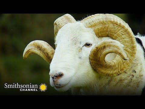 Roger the Ram is Ready for his First Mating Season 🐏 Wild Tales from the Farm | Smithsonian Channel