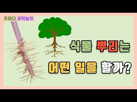 [유노쌤 과학놀이] 7. 식물 뿌리는 어떤 일을 할까?