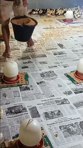 Baby Chicks Day 1 Care Routine