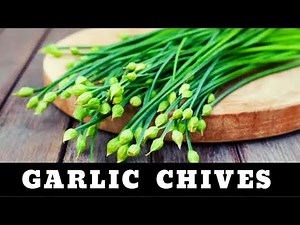 GARLIC CHIVES - How to grow and care