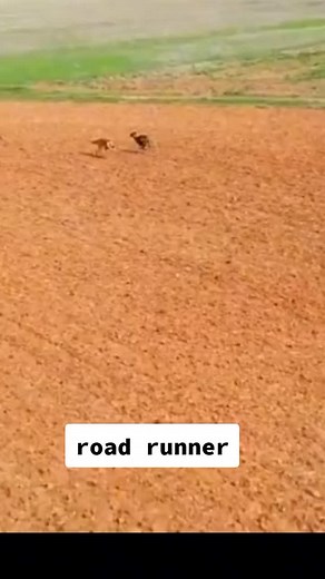 #fyp #road runner#fypppppppppppppage
