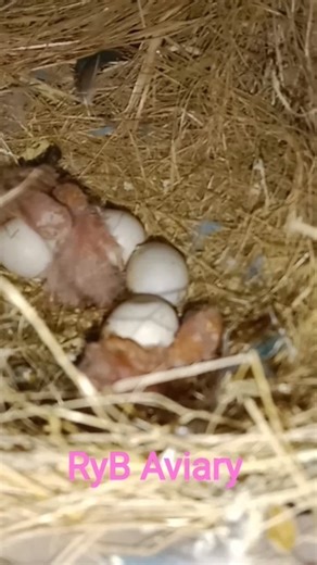 #ryb #birds #birdcage #aviary #birdaviary #parrot