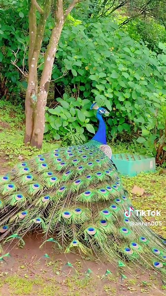 美丽孔雀开屏摄影艺术