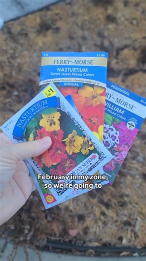 Day 8 Project - Lazy seed starting