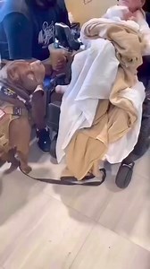 40K views · 2K reactions | Follow Pitbulls Pitbulls/micro Bully’s...