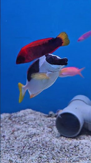 Magnificent Foxface Rabbitfish | Peaceful Reef Tank Fish #MagnificentFoxfacefish #fish #aquarium