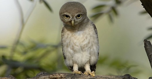 Why Do Owls Bob Their Heads?