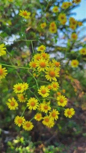 Morning Vibes ✨ | Calm, Silence & Beauty