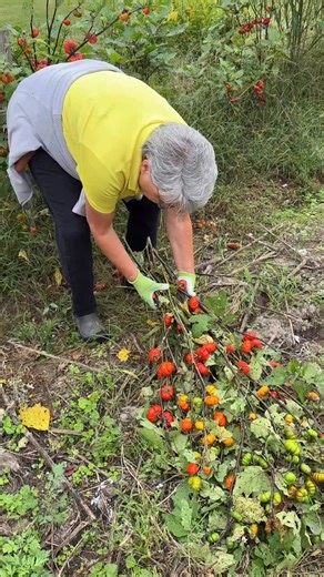 3.7K views · 278 reactions | Hauling in loads of “Pumpkin on a Stick” stems for October? I am. Because it was written on my BIG Calendar-Journal when to plant and start the seed… Comment CALENDAR for the link to preorder and get the BONUS live workshop to fill it out. #gardenersworkshopfarm | The Gardener's Workshop | Facebook