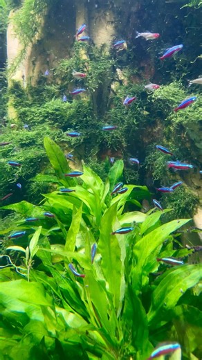 some Cardinal tetras swimming around. Saw this tank at the Newport Aquarium. #fishtank #aquarium